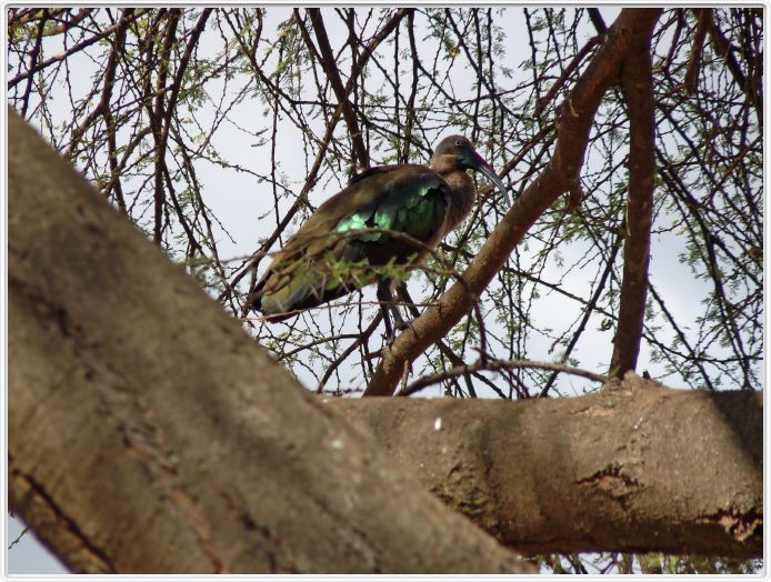 Parc national Tarangire