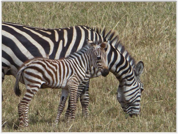Safari dans le  Cratère de Ngorongoro