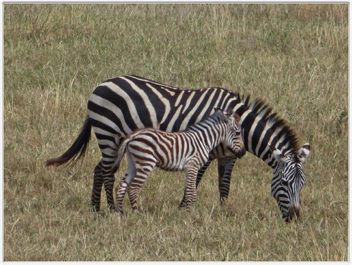 Safari dans le  Cratère de Ngorongoro