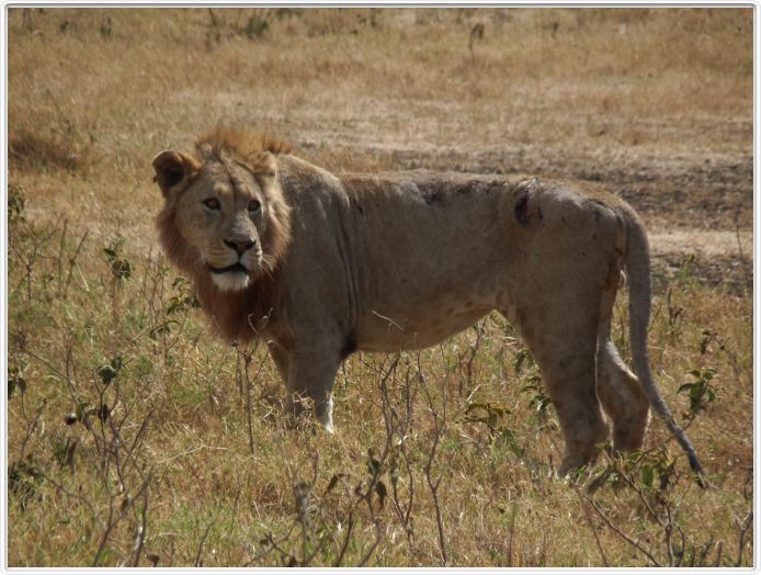 Safari dans le  Cratère de Ngorongoro