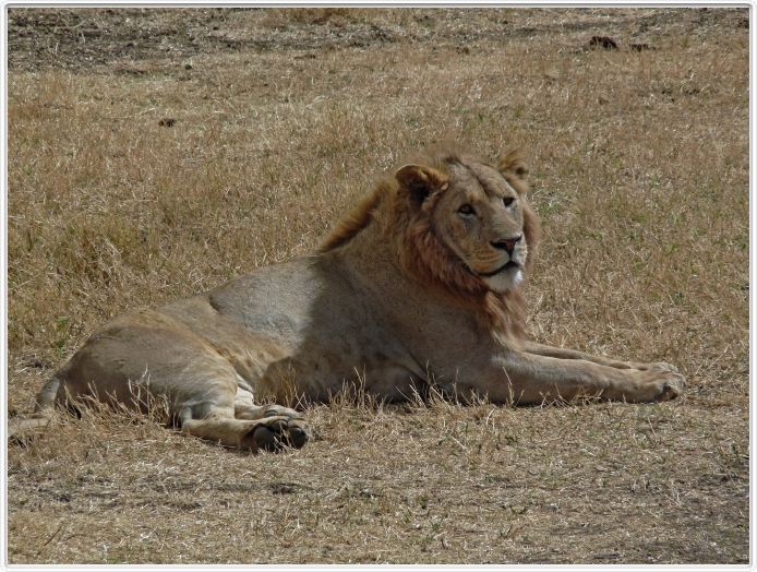 Safari dans le  Cratère de Ngorongoro