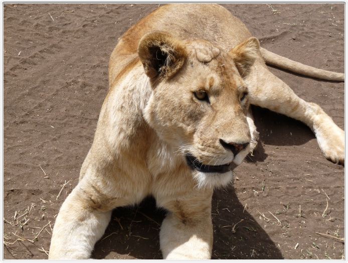 Safari dans le  Cratère de Ngorongoro