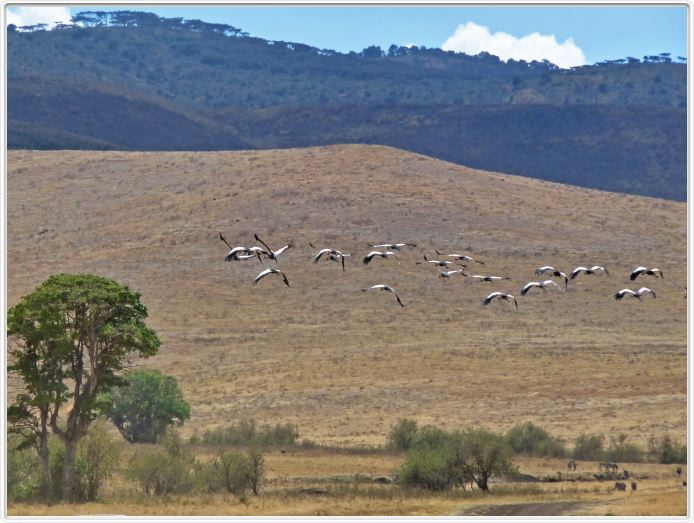 Safari dans le  Cratère de Ngorongoro