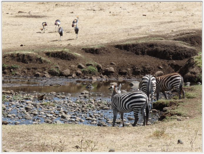 Safari dans le  Cratère de Ngorongoro