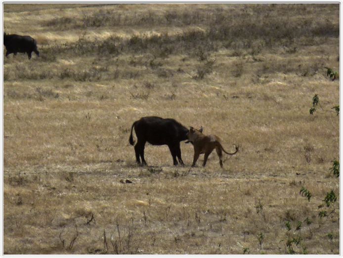 Safari dans le  Cratère de Ngorongoro