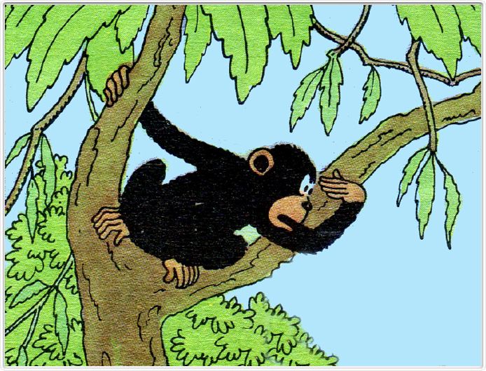 Les premiers singes