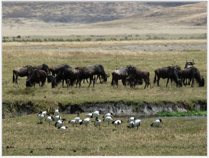 Safari dans le  Cratère de Ngorongoro