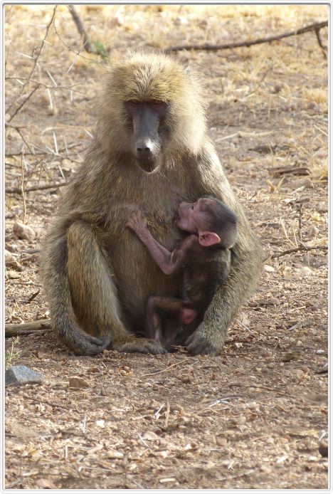 Parc national Tarangire (Photo Claude Jacot)