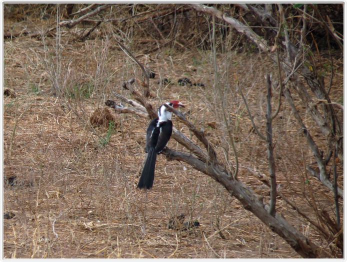 Parc national Tarangire