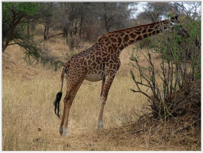 Parc national Tarangire