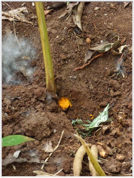 Zanzibar, Visite du Jardin aux épices.