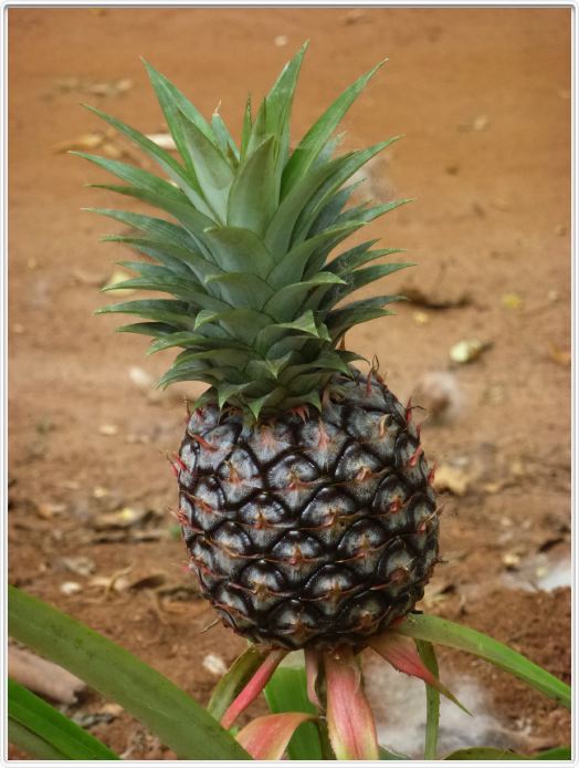 Zanzibar, Visite du Jardin aux épices.