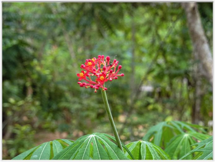 Zanzibar, Visite du Jardin aux épices.