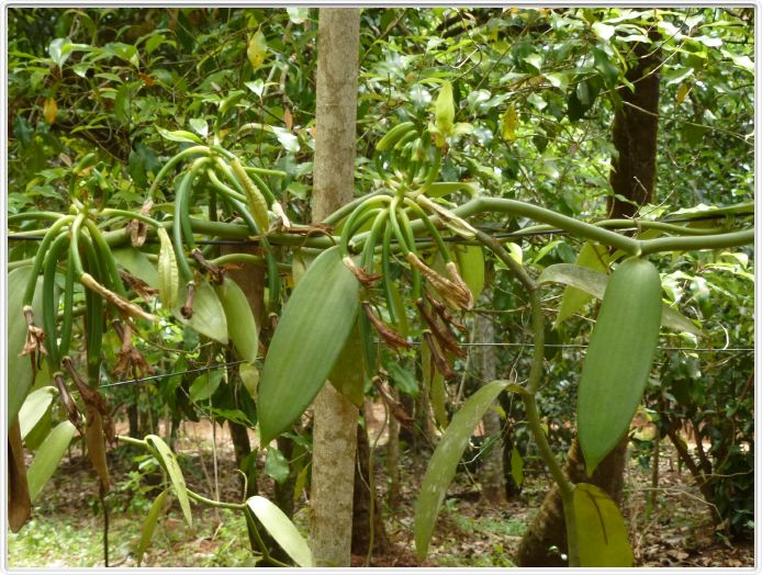Zanzibar, Visite du Jardin aux épices.