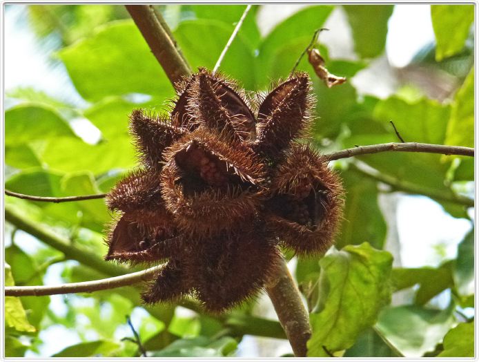 Zanzibar, Visite du Jardin aux épices.
