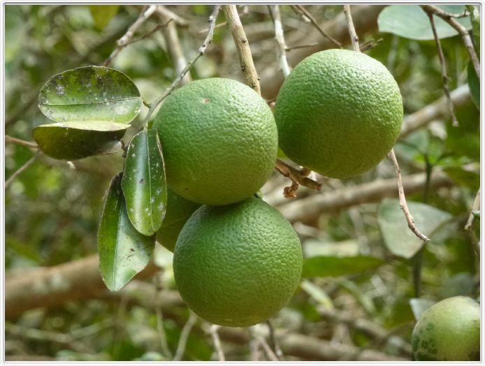 Zanzibar, Visite du Jardin aux épices.