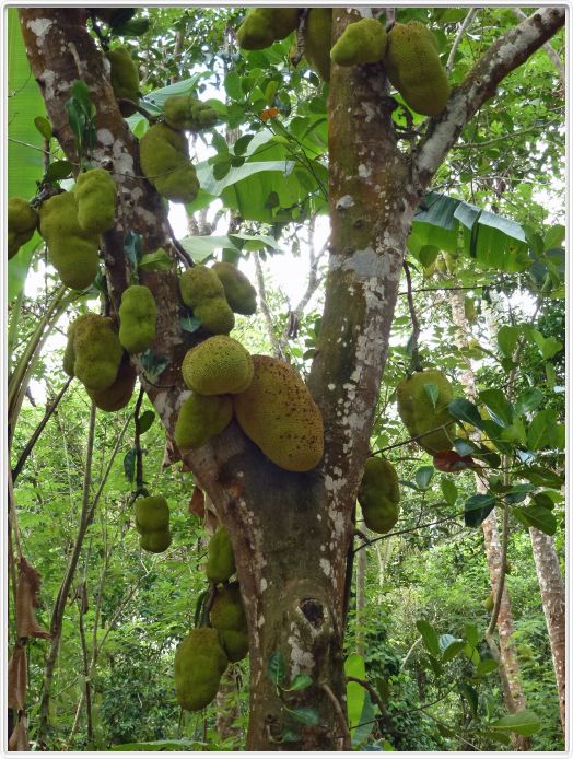 Zanzibar, Visite du Jardin aux épices.