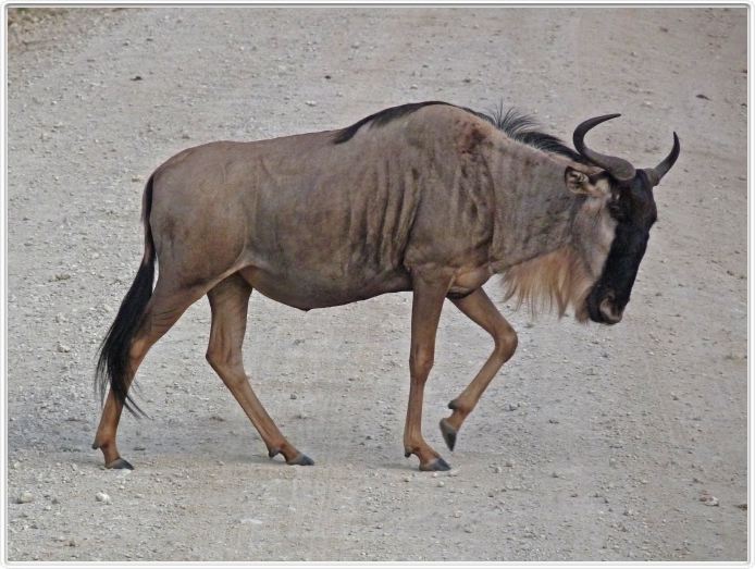 Parc national Tarangire