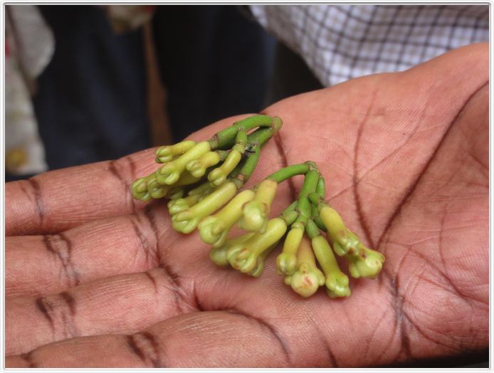 Zanzibar, Visite du Jardin aux épices.
