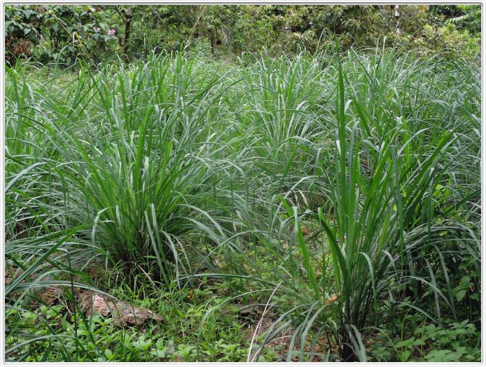 Zanzibar, Visite du Jardin aux épices.