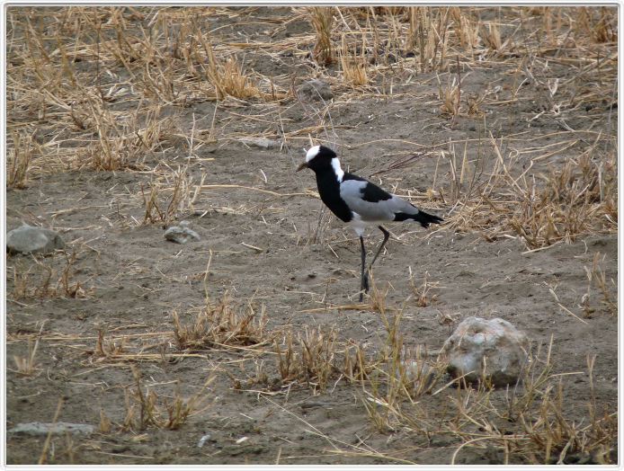 Parc national Tarangire