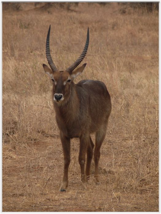 Parc national Tarangire