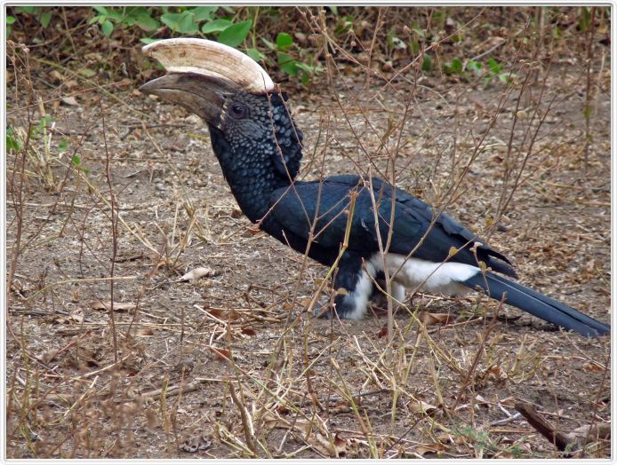Lake Manyara national Park