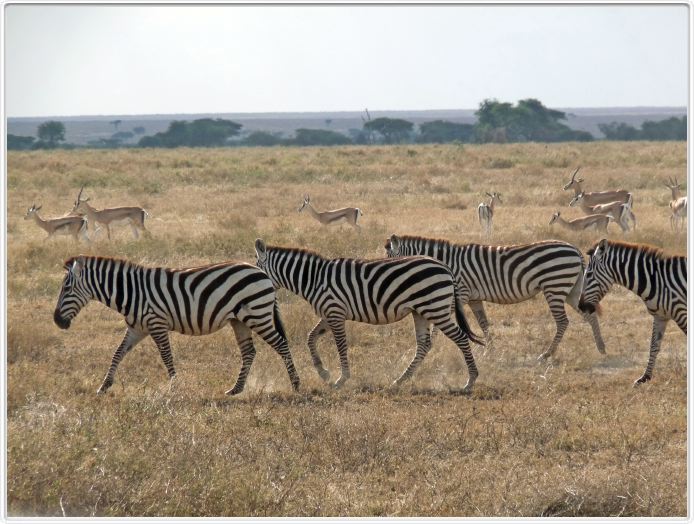 Dans les environs du Lac Ndutu (Serengeti)