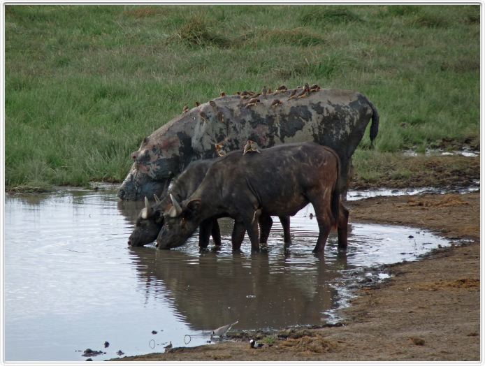 Dans les environs du Lac Ndutu (Serengeti)