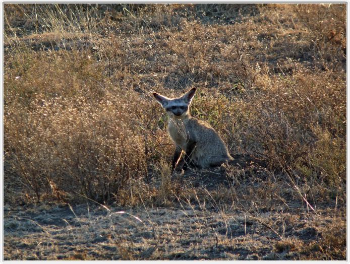 Safari matinal dans la région du Lac Ndutu