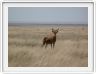 Le Serengeti en direction de Lobo