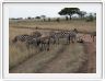 Le Serengeti en direction de Lobo