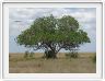 Le Serengeti en direction de Lobo