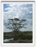 Le Serengeti en direction de Lobo