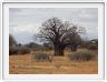 Parc national Tarangire