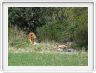 Journée de safari dans le Serengeti (région de Lobo)