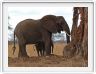 Parc national Tarangire