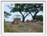 Serengeti, la région de Seronera