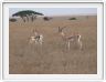 Serengeti, la région de Seronera