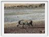 Safari dans le  Cratère de Ngorongoro