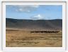 Safari dans le  Cratère de Ngorongoro
