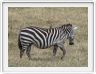Safari dans le  Cratère de Ngorongoro