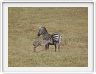 Safari dans le  Cratère de Ngorongoro