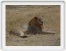 Safari dans le  Cratère de Ngorongoro