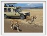 Safari dans le  Cratère de Ngorongoro