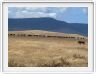 Safari dans le  Cratère de Ngorongoro