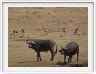 Safari dans le  Cratère de Ngorongoro