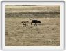 Safari dans le  Cratère de Ngorongoro