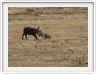 Safari dans le  Cratère de Ngorongoro