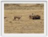 Safari dans le  Cratère de Ngorongoro